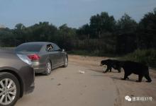 八達(dá)嶺動(dòng)物園游客開(kāi)窗喂熊被咬傷 投喂情況很普遍