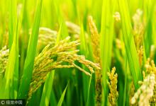 水稻“種”出血清白蛋白或5年內可用上