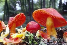 湖南食安辦：今年已報(bào)告毒蘑菇中毒事故141起，死亡23人