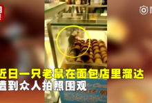 “面包新語”店內老鼠在面包上來回走 不是第一次了！