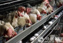 四川攀枝花仁和區確診1例人感染H7N9病例