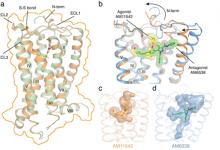 吸大麻后大腦發生了什么?上海科學家研究成果在自然雜志發表