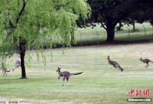 澳洲向全世界吃貨發出邀請！袋鼠成災，好吃管夠