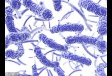 加拿大現40宗食生菜感染大腸桿菌病例