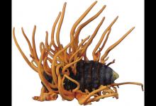 最新研究：冬蟲夏草不能合成抗癌藥物噴司他丁