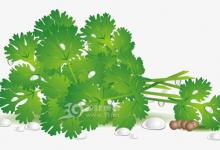 香菜臭臭噠 卻是美容護膚好幫手