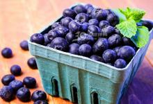 每天吃2-3份漿果有助減肥