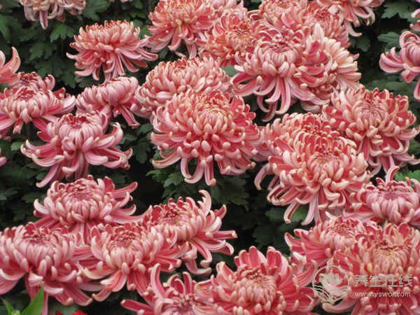 2018年九九重陽節養生保健9要點 助老人延年益壽 2018年九九重陽節養生保健9要點 助老人延年益壽