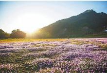 中藥文化開啟一段岐黃養生—“百草臨岐”之旅