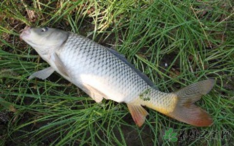 吃聰明藥等于吸毒 補腦吃什么食物 吃聰明藥等于吸毒 補腦吃什么食物