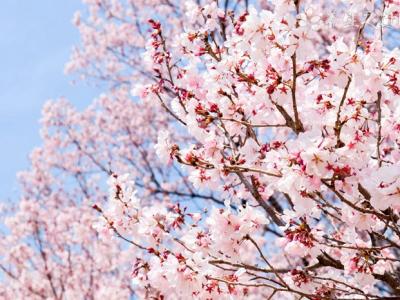 武大回應賞櫻沖突 花粉過敏該怎么辦