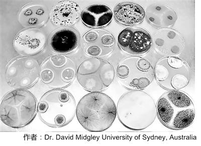 “超級真菌”肆虐全球 到底是背誰的鍋? “超級真菌”肆虐全球 到底是背誰的鍋?