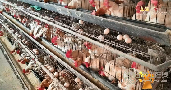 土雞蛋行業混亂 神丹、蓮田被曝光-易網健康養生網 土雞蛋行業混亂 神丹、蓮田被曝光