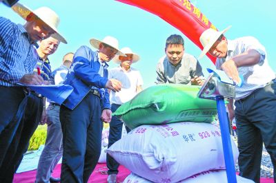 1046.3公斤!袁隆平第三代雜交水稻測產-易網健康<a href=http://www.jsjjzhkt.cn/jkys/ target=_blank class=infotextkey>養生</a>網 1046.3公斤!袁隆平第三代雜交水稻測產