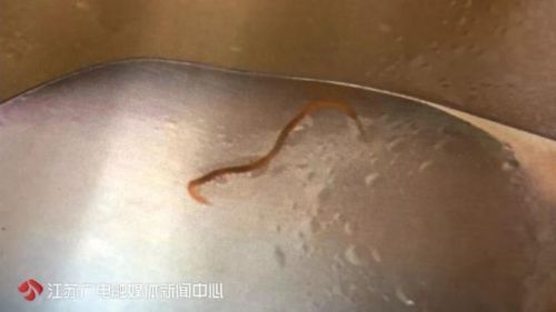 南京大美母嬰月子會(huì)所遭投訴：餛飩藏蟲蛹 湯里漂蜈蚣