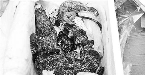 網(wǎng)購(gòu)保健品被嚇傻 快遞盒里躺著鱷魚和蜥蜴