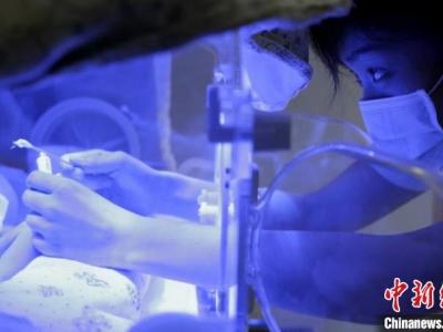 匯報稱：中國極早產兒、極低出世休重早產兒存活率明顯提高
