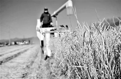 糧食產量有希望持續六年1.3萬億斤之上