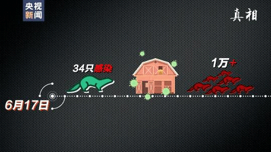 四問搞懂:丹麥變異新冠病毒“貂傳人”究竟多嚴重-易網<a href=http://www.jsjjzhkt.cn/ target=_blank class=infotextkey>健康養生</a>網 四問搞懂:丹麥變異新冠病毒“貂傳人”究竟多嚴重