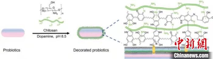 中國專家率先給益生菌涂上具有導航功能的保護層改善腸炎療效