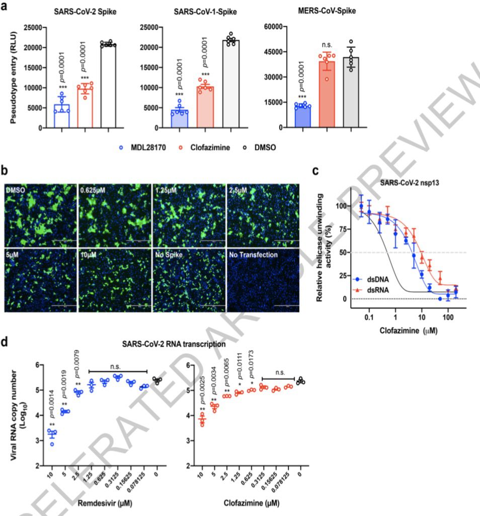 《自然》刊發(fā)港大等研究:麻風藥物能有效對抗新冠病毒感染-易網(wǎng)<a href=http://www.jsjjzhkt.cn/ target=_blank class=infotextkey>健康養(yǎng)生</a>網(wǎng) 《自然》刊發(fā)港大等研究:麻風藥物能有效對抗新冠病毒感染