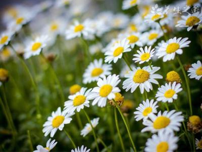 全國花粉過敏預警地圖來了 花粉過敏怎么辦