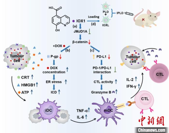 浙江科研團(tuán)隊取得腫瘤治療新成果 “內(nèi)外兼施”提升療效