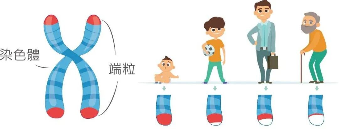 35歲老了嗎?別焦慮!Nature研究證實(shí):人類(lèi)壽命極限是120-150歲!-易網(wǎng)健康養(yǎng)生網(wǎng) 35歲老了嗎?別焦慮!Nature研究證實(shí):人類(lèi)壽命極限是120-150歲!