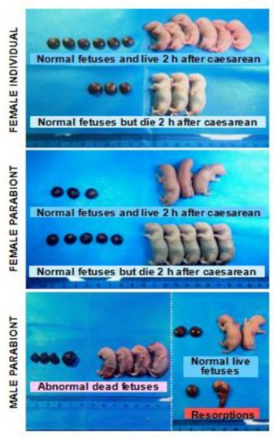 男人也能生娃了？中國科學家成功讓公鼠懷孕，產(chǎn)下10只幼崽！