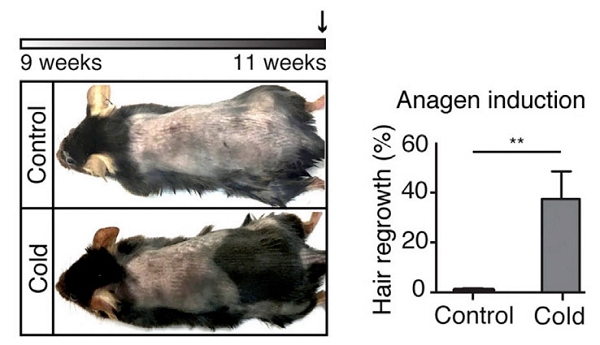 禿頭有救啦！一身雞皮疙瘩竟與生發有關，禿頭青年必看