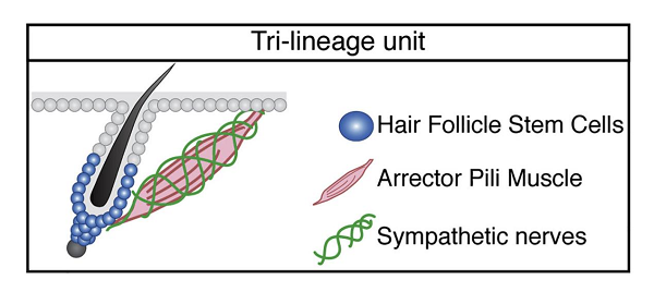禿頭有救啦！一身雞皮疙瘩竟與生發有關，禿頭青年必看