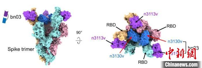 中國學者發現全人源納米抗體 或實現霧化給藥抗新冠病毒