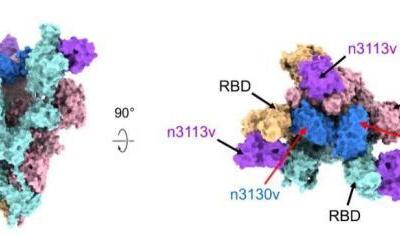 中國學者發(fā)現(xiàn)全人源納米抗體 或?qū)崿F(xiàn)霧化給藥抗新冠病毒