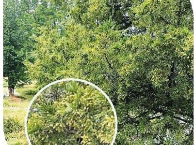 “阿嚏！”立秋過(guò)后，花粉過(guò)敏怎么辦？（健康直通車（第99站））