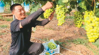 “洋水果”在中國安了家-易網(wǎng)健康養(yǎng)生網(wǎng) “洋水果”在中國安了家