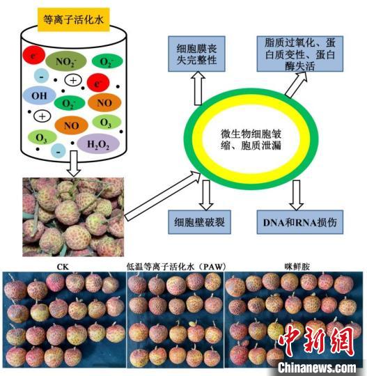 廣東以科技力量多措并舉力爭(zhēng)延長(zhǎng)荔枝保鮮期