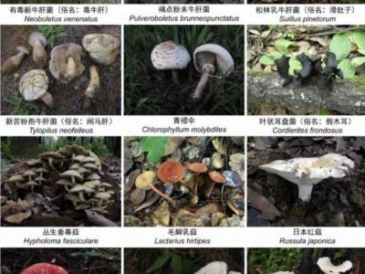 收錄1341個物種！云南在全國率先發布省級大型真菌圖志