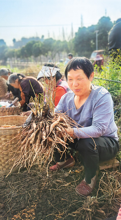 天冬種出“甜日子”-易網<a href=http://www.jsjjzhkt.cn/ target=_blank class=infotextkey>健康養生</a>網 天冬種出“甜日子”