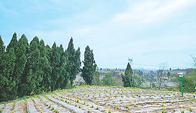 天冬種出“甜日子”