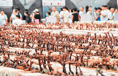 大陽(yáng)溝里尋“仙草”-易網(wǎng)健康養(yǎng)生網(wǎng) 大陽(yáng)溝里尋“仙草”