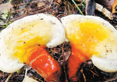 大陽(yáng)溝里尋“仙草”-易網(wǎng)健康養(yǎng)生網(wǎng) 大陽(yáng)溝里尋“仙草”