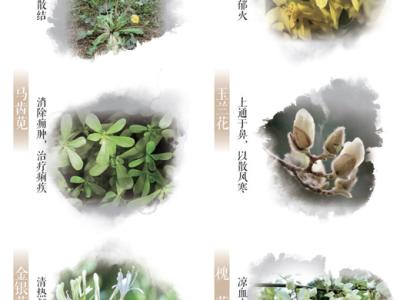 春日這些常見的花草，原來都是中藥（服務(wù)窗）
