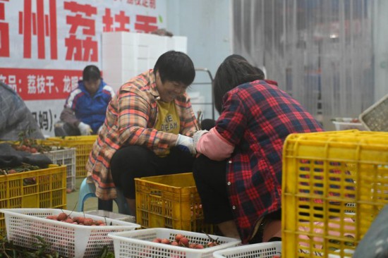 從“一日色變”到“四季常鮮”，解碼荔枝的現代保鮮秘訣