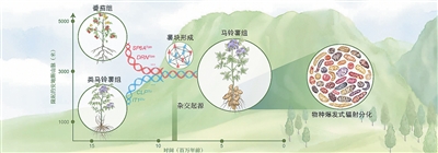 揭開馬鈴薯身世之謎（科技瞭望）
