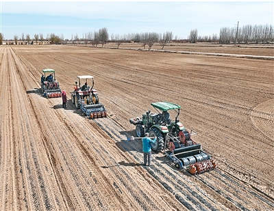 板藍根能預防感冒嗎？（杏林尋寶）