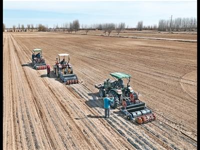 板藍根能預防感冒嗎？（杏林尋寶）