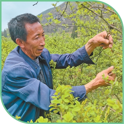深山小野果  長成大產業（美麗中國·生態優勢下的特色產業）