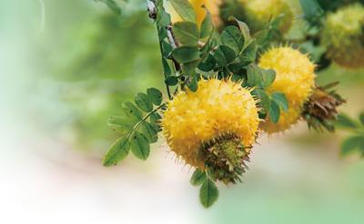 深山小野果  長成大產(chǎn)業(yè)（美麗中國·生態(tài)優(yōu)勢(shì)下的特色產(chǎn)業(yè)）