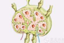 人體三處淋巴決定生死!它是疏通淋巴最好的方法