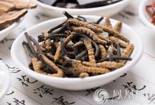 冬蟲夏草這樣吃更營養!